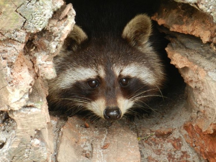 Waschbär in Baumhöhle.